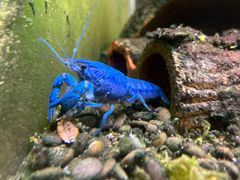 -上海大自然野生昆虫馆