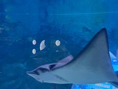 -烟台海昌鲸鲨海洋公园