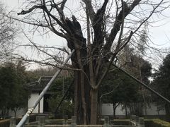 -上海佘山国家森林公园天马山园