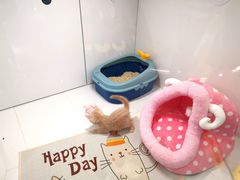 -1013 PET SHOP精品宠物商店(丁香店)