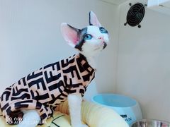 -70cat德文卷毛猫·缅因猫纯种猫舍
