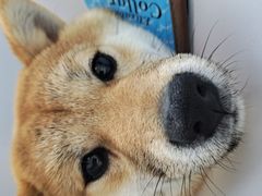 -瑞鹏宠物医院·内科·中兽医·骨科(苗圃店)