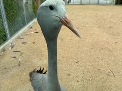 -盐城丹顶鹤湿地生态旅游区