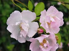 -无锡新湖铂尔曼大酒店