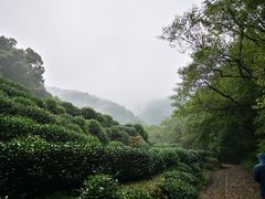 -龙井村