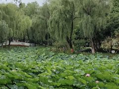 -荷花公园