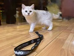 -喵zoo家庭繁育猫舍(尖东智能花园店)
