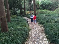 -崇明东平国家森林公园烧烤房车露营地