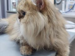 -宠物星动物医院·眼科·异宠·猫科(江南大道总院)