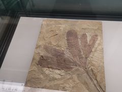 -辽宁古生物博物馆
