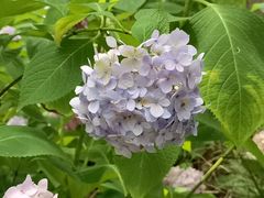 -上海滨江森林公园