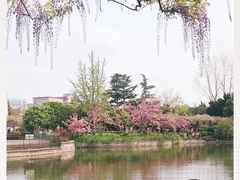 -嘉定紫藤园