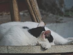 -二楼南书房