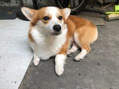 狗狗-小梁哥云吞面(黄贝岭店)