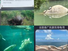 -广东惠东海龟国家级自然保护区