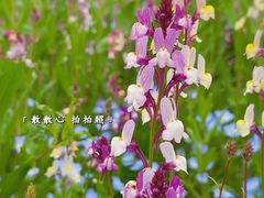 -花开海上生态园