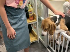-有喵·猫咖·狗咖·30几只猫10只小狗(岗厦店)