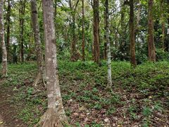 -中国科学院西双版纳热带植物园