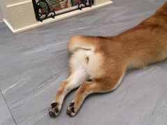 -柯斗斗主题餐厅·狗咖·围炉煮茶·茶饮(国瑞升平里店)