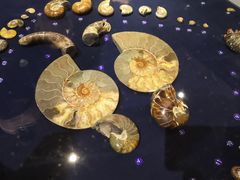 -青岛贝壳博物馆