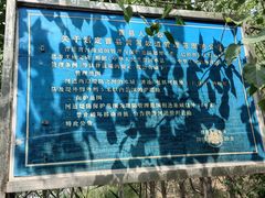 -黄河故道国家森林公园