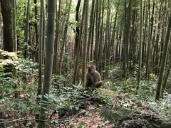 -句容茅山景区