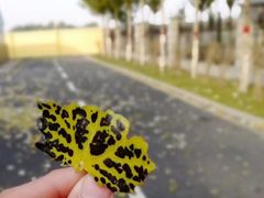 -川人百味(金安中央大街店)