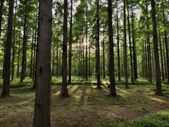 -黄海国家森林公园