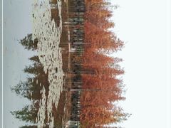 -白鹭湾湿地公园