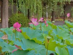 -风渡嘉荷·美式西餐厅·招牌汉堡·烤鸡·牛排(西三旗金隅店)