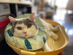 -爱侣宠医·鹦鹉专科·小型哺乳类·异宠专科(灵石路店)