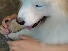 -more than meow吴止猫主题餐厅(承德 中船汇店)