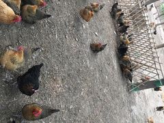 -甜心庄园·甜心草莓采摘园(西青中北店)