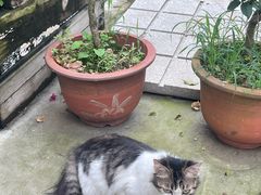 -丫口花园餐厅·融合菜