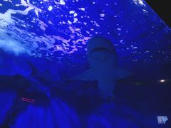 -太平洋海底世界