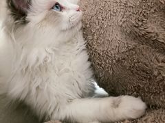 -Bastet sally猫舍购宠(静安店)