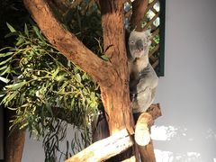 -费瑟代尔野生动物园