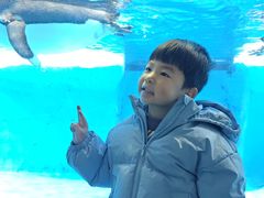 -海合安成都极地海洋公园