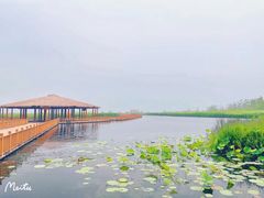-荷花大观园