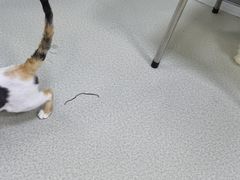-美美宠物诊疗中心·异宠·骨科(滨江东信分院)