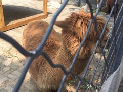 -长白岛森林公园