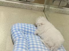 -PET WISH宠物愿望(BFC外滩金融中心店)