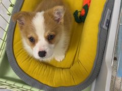 -贝康宠物医院·犬猫全科·小动物特色诊疗中心(东环路店)