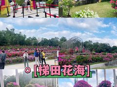 -莲花山公园