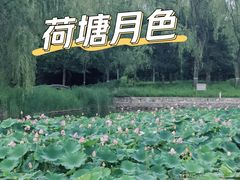 -望湖公园