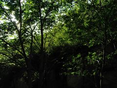 -大岭沟猕猴桃谷风景区