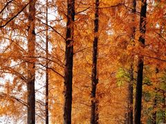 -食膳公园包子铺(烈士公园店)