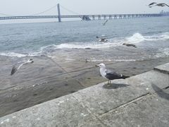 -星海湾跨海大桥