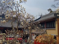 -灵谷景区