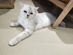 -藏猫猫咖啡主题馆(中央大道店)